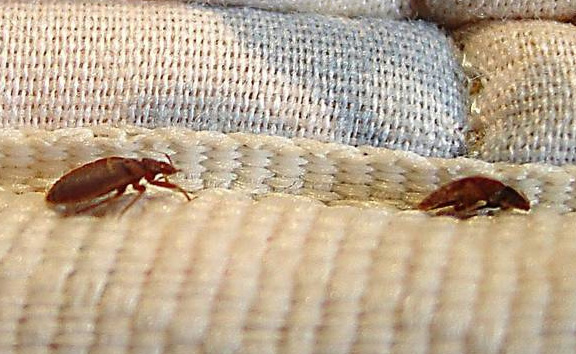 Desinfección de chinches en viviendas de Zaragoza