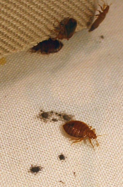 Desinsectaciones de chinches de la cama en Zaragoza