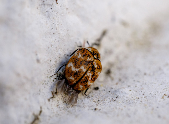 Exterminar plagas de chinches de cama en Zaragoza